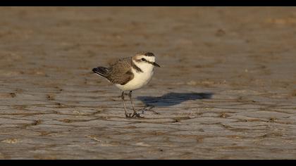 Kentish Plover