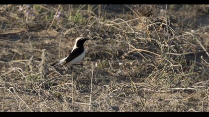 Finsch`s Wheatear