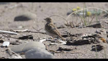 Greater Short-toed Lark