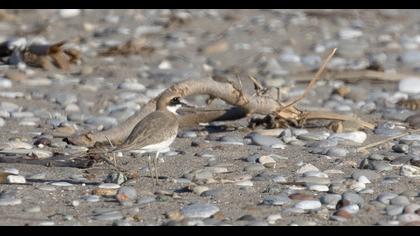 Greater Sand Plover