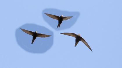 Common Swift