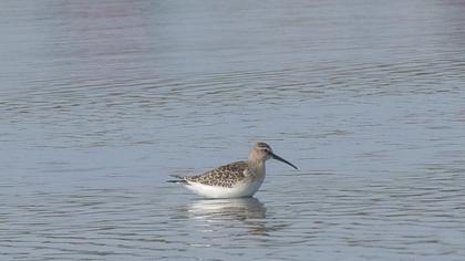 Curlew Sandpiper
