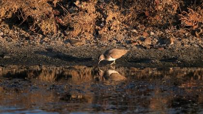 Common Sandpiper