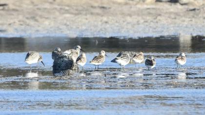 Curlew Sandpiper