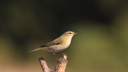 Willow Warbler