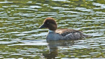 Common Goldeneye