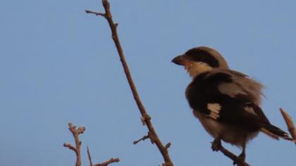 Lesser Grey Shrike