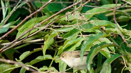 Eurasian Reed Warbler