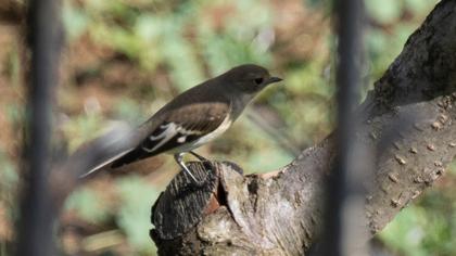 Collared Flycatcher