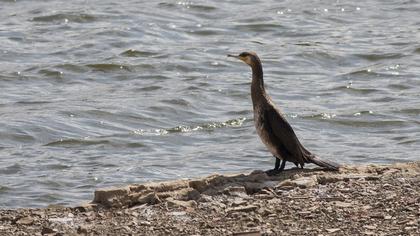 Great Cormorant