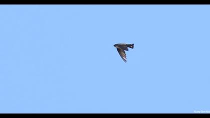 Eurasian Crag Martin