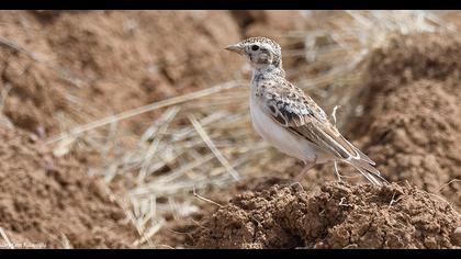 Greater Short-toed Lark