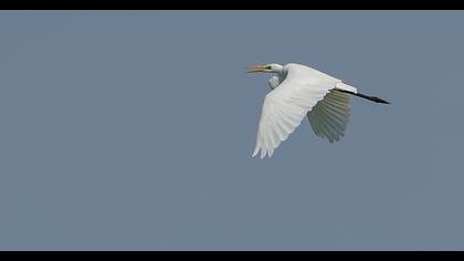 Great Egret