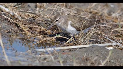 Common Sandpiper