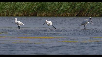 Eurasian Spoonbill