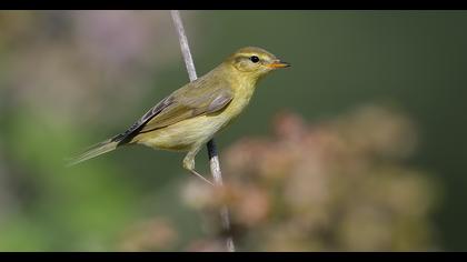 Willow Warbler