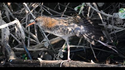 Water Rail