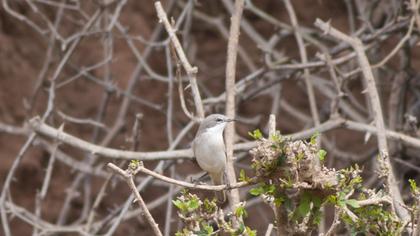 Lesser Whitethroat