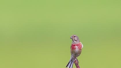 Common Linnet