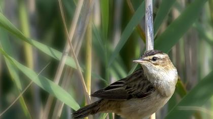 Sedge Warbler