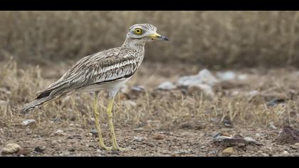 Eurasian Stone-curlew