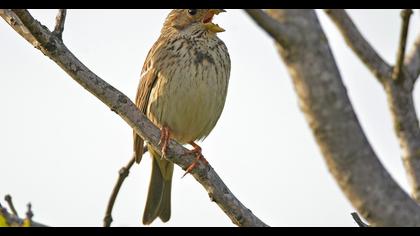 Corn Bunting