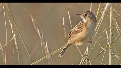 Zitting Cisticola