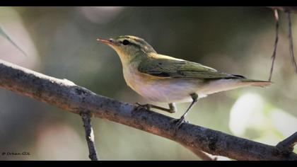 Wood Warbler