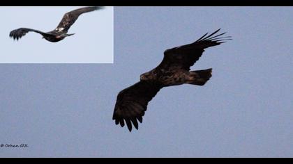 Eastern Imperial Eagle