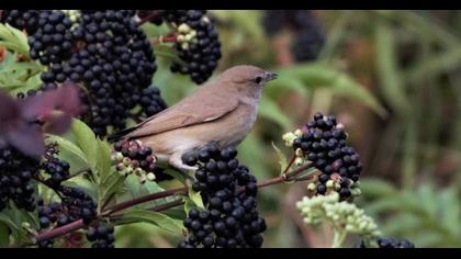 Garden Warbler