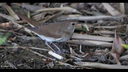 Thrush Nightingale
