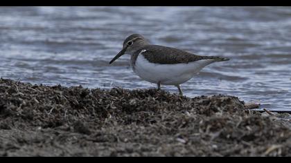 Common Sandpiper