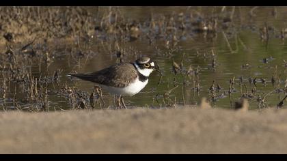 Little Ringed Plover