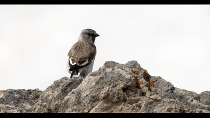 White-winged Snowfinch