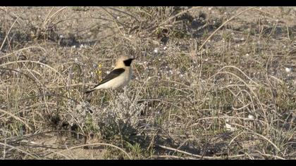 Black-eared Wheatear
