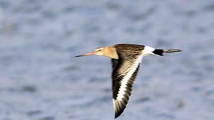 Black-tailed Godwit