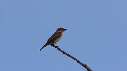 Spotted Flycatcher