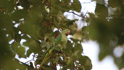 Alexandrine Parakeet