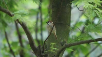 Eurasian Tree Sparrow