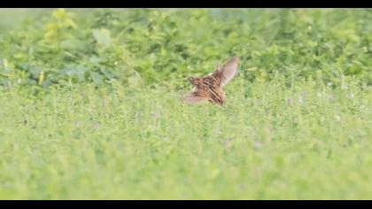 Common Quail