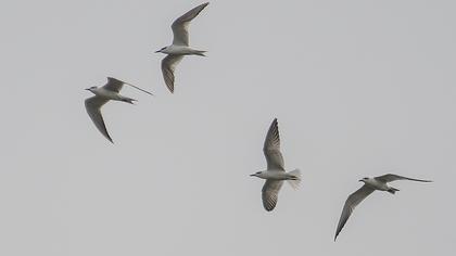Gull-billed Tern