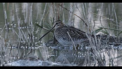 Common Snipe