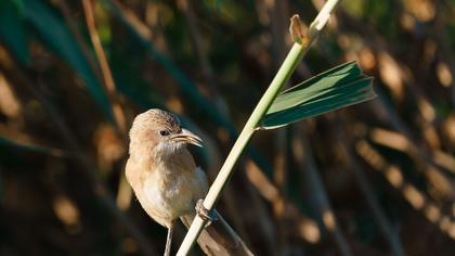 Iraq Babbler