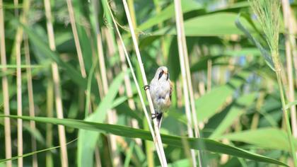 Bearded Reedling