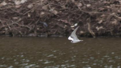 Whiskered Tern