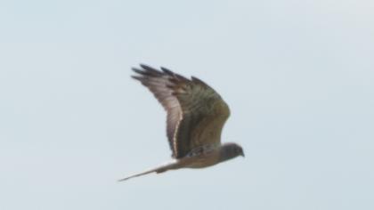 Montagu`s Harrier