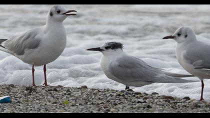 Sandwich Tern