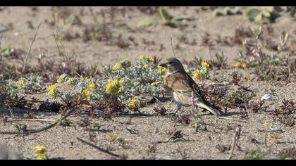 Common Linnet