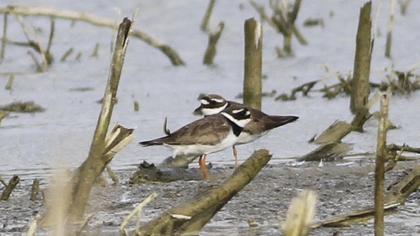 Common Ringed Plover