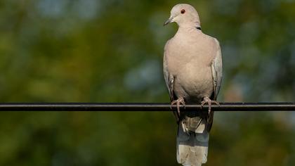 Eurasian Collared Dove